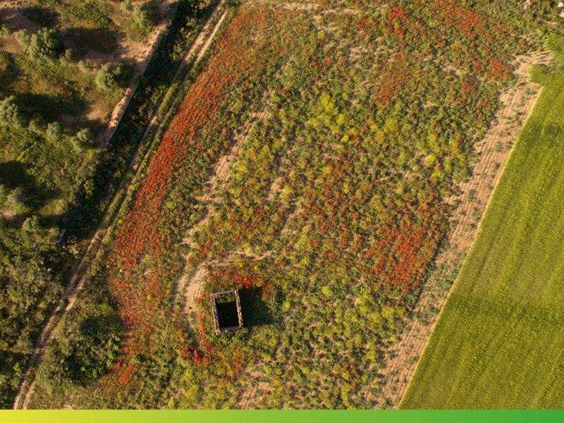 Paisatge de Ponent. Autor: Jordi Clariana