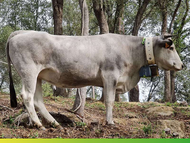 Cap de bestiar boví amb collar GPS. Autor: David Vivet / Unió de Pagesos