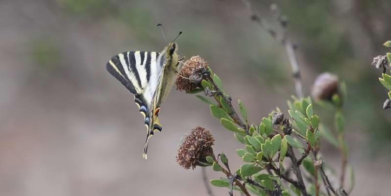 Papallona zebrada sobre una flor de foixarda