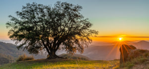 © arbre del Figaró-Montmany. Jordi Garbra / Shutterstock.com