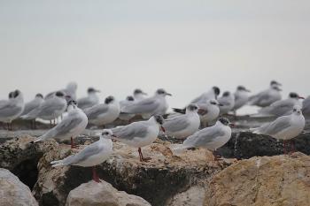 Gavines capnegres (Larus melanocephalus) a la costa de Sitges