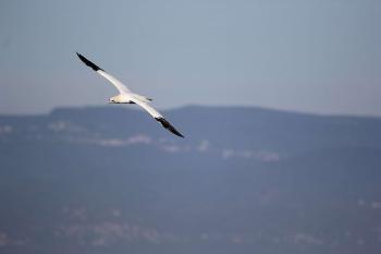 Mascarell (Morus bassanus) a l’Espai marí Costes del Garraf